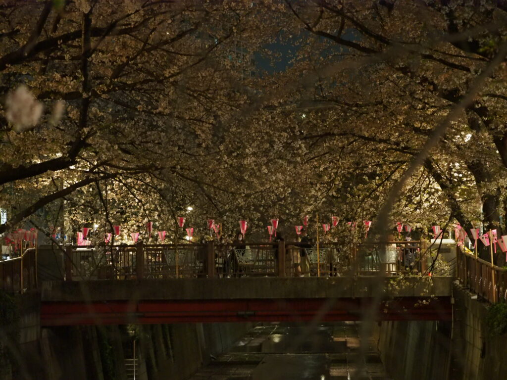 夜桜