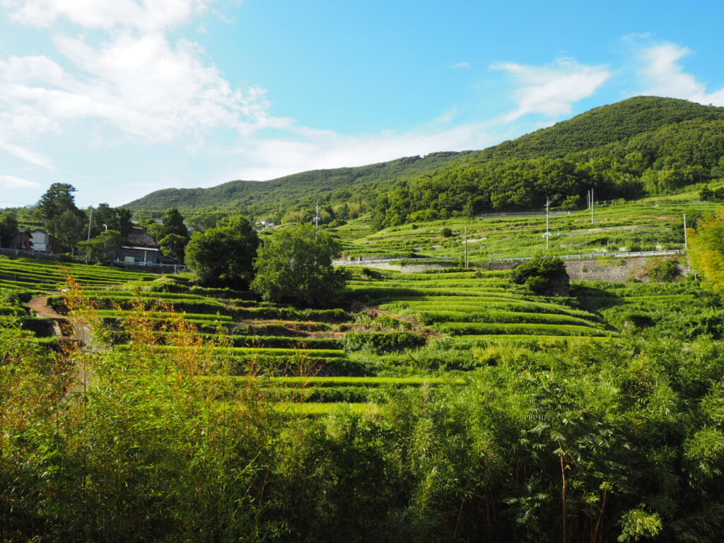 小豆島の棚田